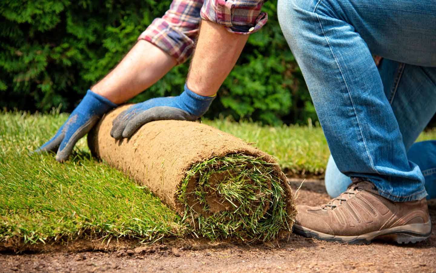 زراعة نجيل في الرياض